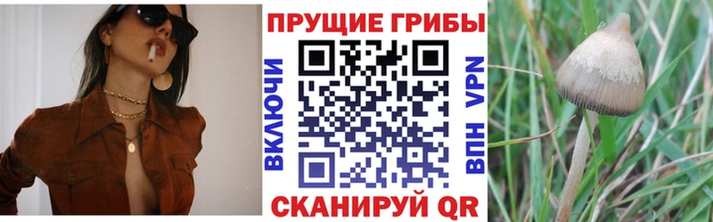 Галлюциногенные грибы Psilocybine cubensis  Лахденпохья 